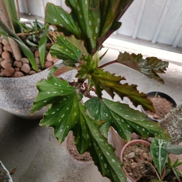 Begonia maculata (Begonia maculata)