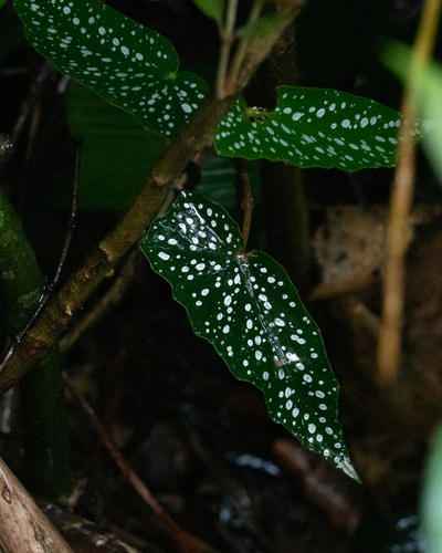 Begonia maculata (Begonia maculata)