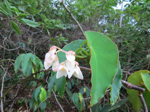 Begonia maculata (Begonia maculata)