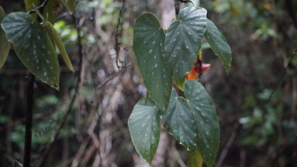 Begonia maculata (Begonia maculata)