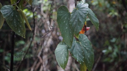 Begonia maculata (Begonia maculata)