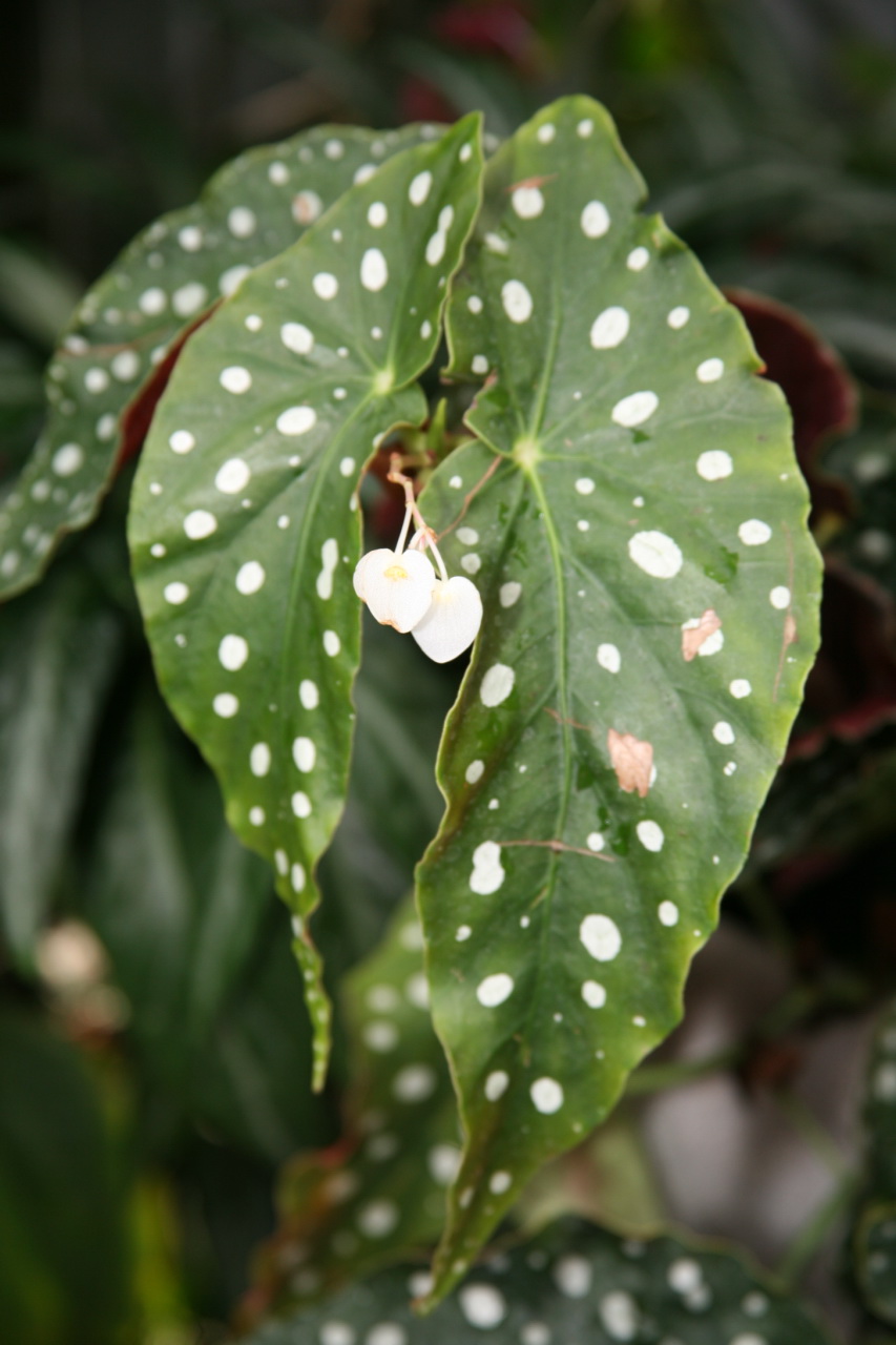 Begonia maculata: Begonia maculata