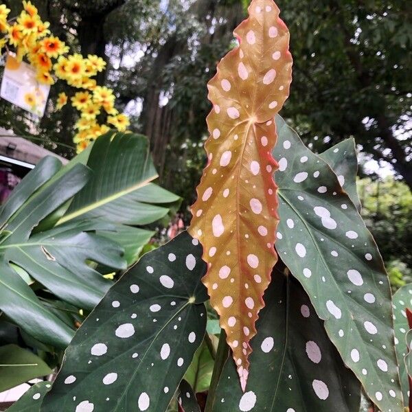 Begonia maculata (Begonia maculata)