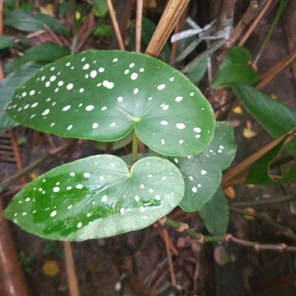 Begonia maculata (Begonia maculata)