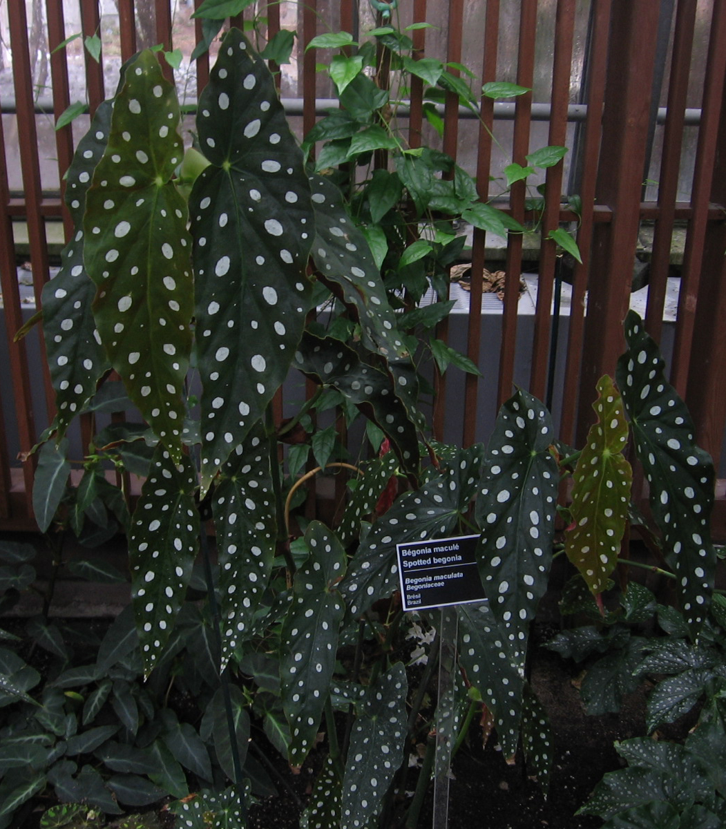 Begonia maculata: Begonia maculata , Jardin Botanique de Montréal