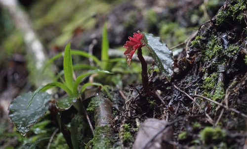 Begonia maculata (Begonia maculata)