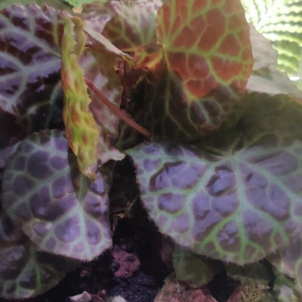 Begonia rajah (Begonia rajah)