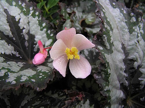 Begonia rex: 蛤蟆秋海棠 Begonia rex Lucky Colours [香港公園 Hong Kong Park]