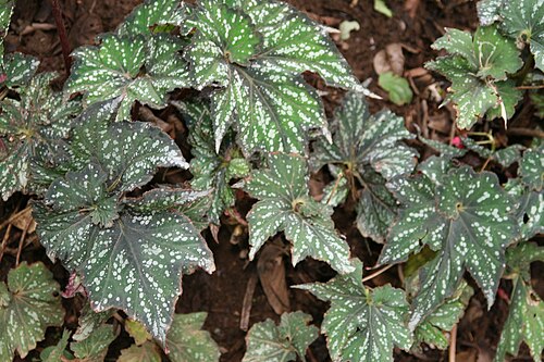 Begonia rex: Location taken: Else Kientzler Botanical Garden, Sarchi Norte, Costa Rica. Names: Begonia rex Putz., Begonia, King Begonia, Painted Begonia, Painted Leaf Begoni