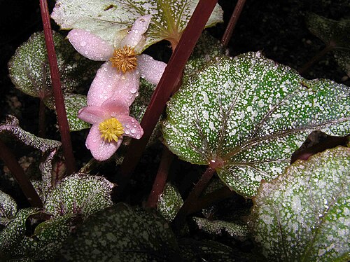 Begonia rex: 蛤蟆秋海棠 Begonia rex Duartei [香港公園 Hong Kong Park]