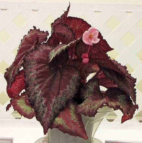 Begonia rex: 蛤蟆秋海棠 Begonia rex Beau Rogue [香港花展 Hong Kong Flower Show]