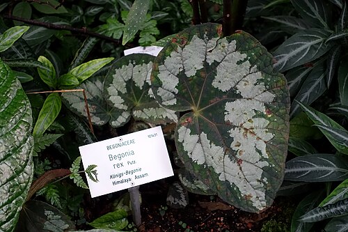 Begonia rex: Botanical specimen in the Botanischer Garten - Heidelberg, Germany.
