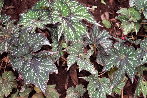 Begonia rex: Location taken: Else Kientzler Botanical Garden, Sarchi Norte, Costa Rica. Names: Begonia rex Putz., Begonia, King Begonia, Painted Begonia, Painted Leaf Begoni