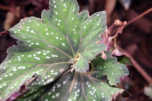 Begonia rex: Location taken: Else Kientzler Botanical Garden, Sarchi Norte, Costa Rica. Names: Begonia rex Putz., Begonia, King Begonia, Painted Begonia, Painted Leaf Begoni