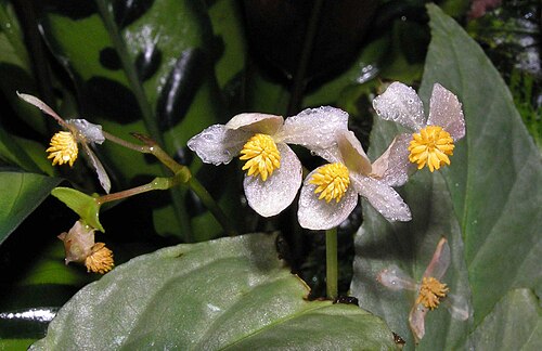 Begonia rex: 蛤蟆秋海棠 Begonia rex Green Valley [香港公園 Hong Kong Park]