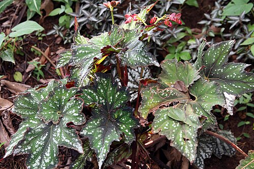 Begonia rex: Location taken: Else Kientzler Botanical Garden, Sarchi Norte, Costa Rica. Names: Begonia rex Putz., Begonia, King Begonia, Painted Begonia, Painted Leaf Begoni