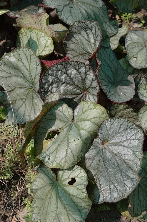 Begonia rex: The 186th Annual Flower Show was held at the garden of the Agri-Horticultural Society of India, Alipore, Kolkata, from 7 to 10 February 2013. The exhibition com