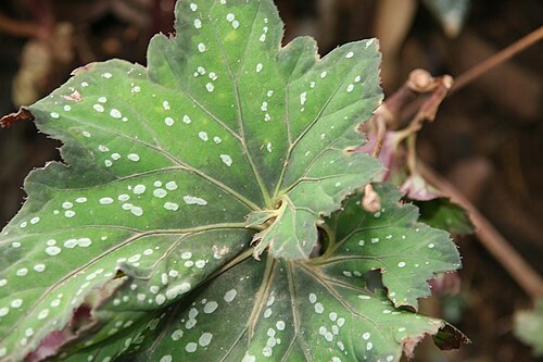 Begonia rex: Location taken: Else Kientzler Botanical Garden, Sarchi Norte, Costa Rica. Names: Begonia rex Putz., Begonia, King Begonia, Painted Begonia, Painted Leaf Begoni