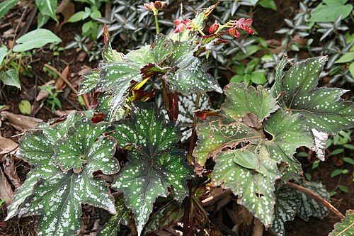 Begonia rex: Location taken: Else Kientzler Botanical Garden, Sarchi Norte, Costa Rica. Names: Begonia rex Putz., Begonia, King Begonia, Painted Begonia, Painted Leaf Begoni