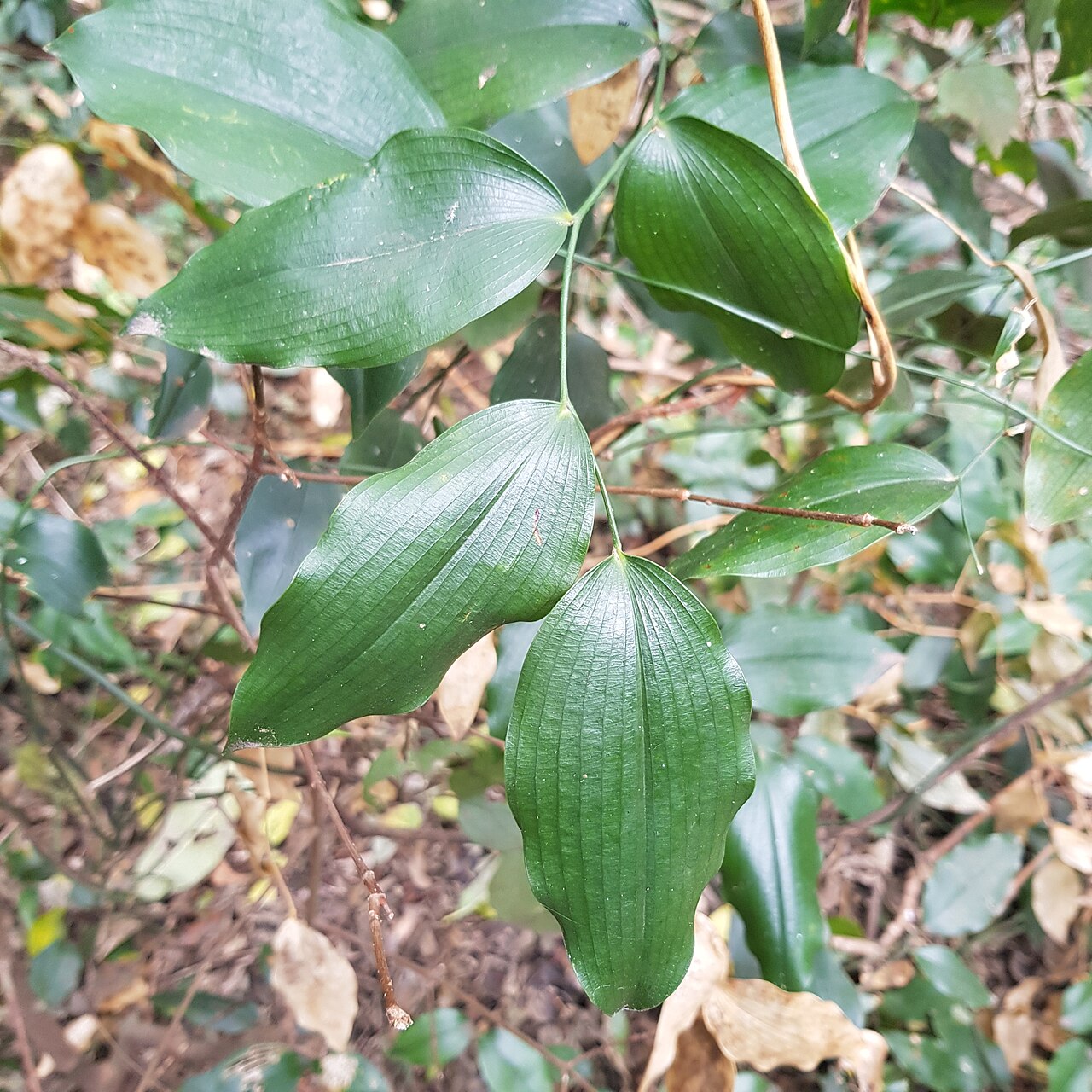 Behnia reticulata: Behnia reticulata