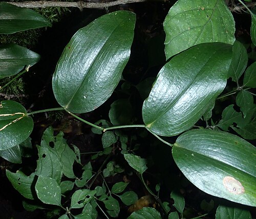 Behnia reticulata: Behnia reticulata