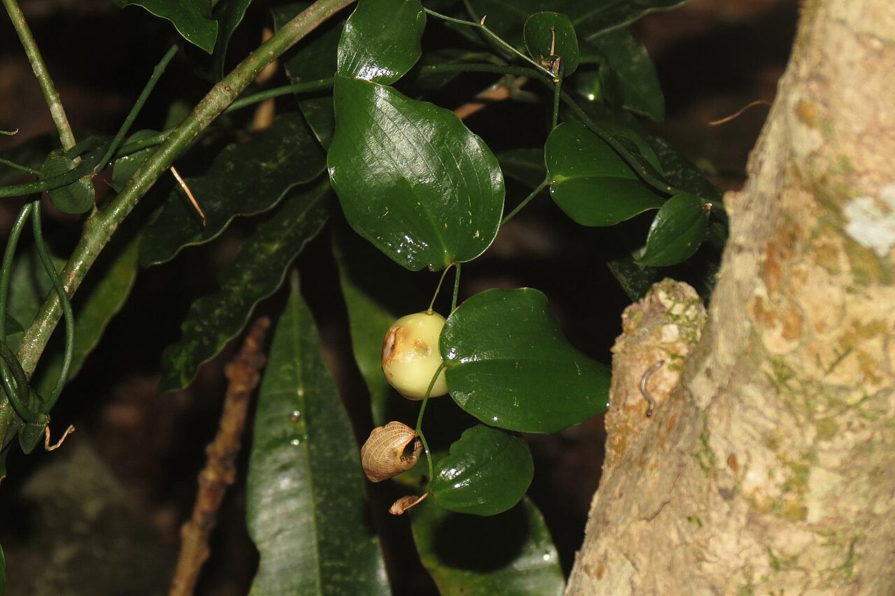Behnia reticulata: Behnia reticulata