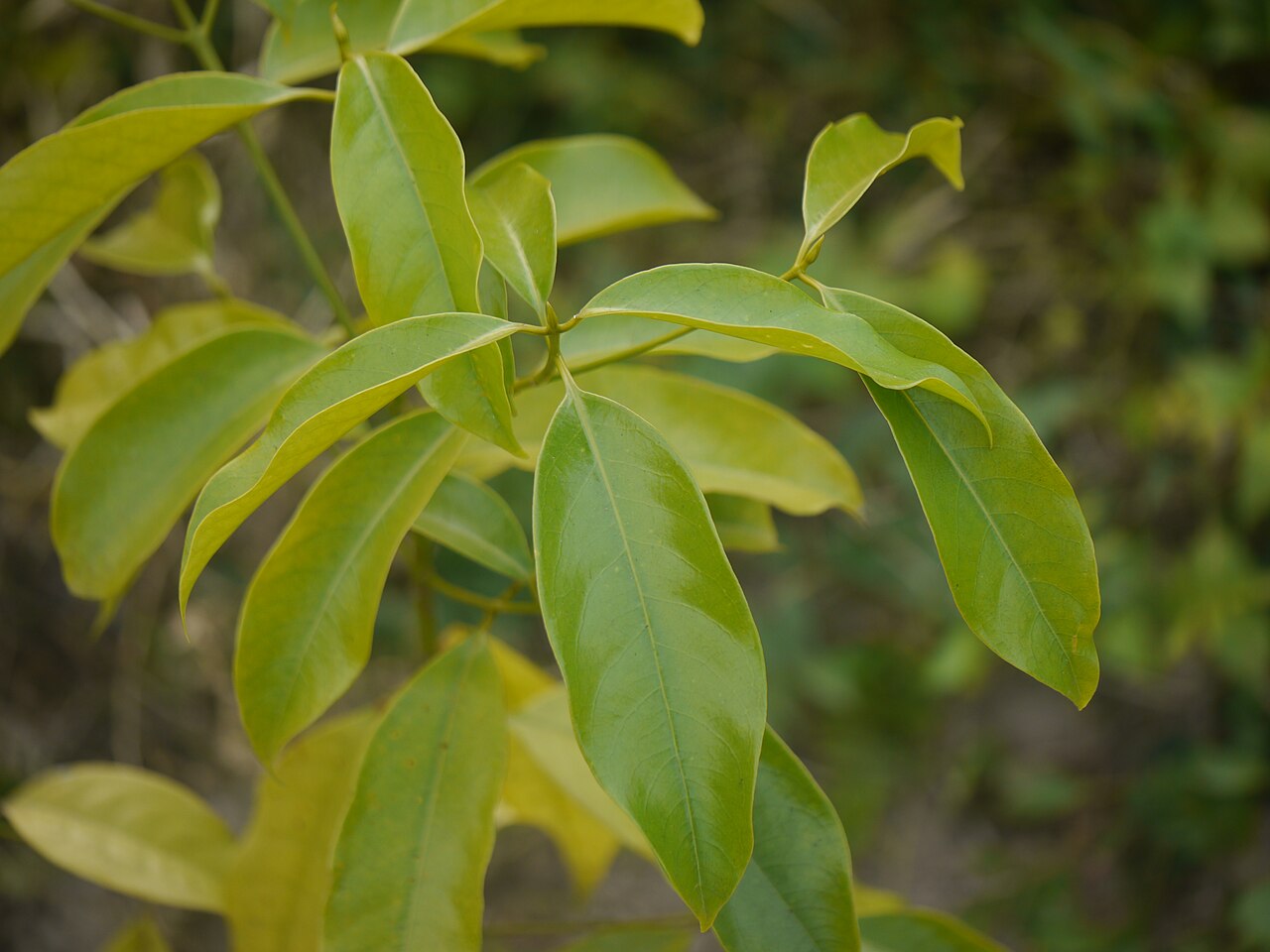 Beilschmiedia assamica: Sapling of Beilschmiedia assamica