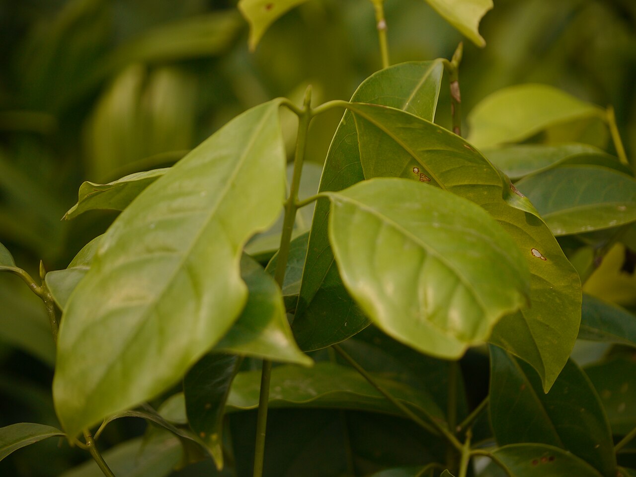 Beilschmiedia assamica: Sapling of Beilschmiedia assamica in rainforest plant nursery, Seijosa, Arunachal Pradesh