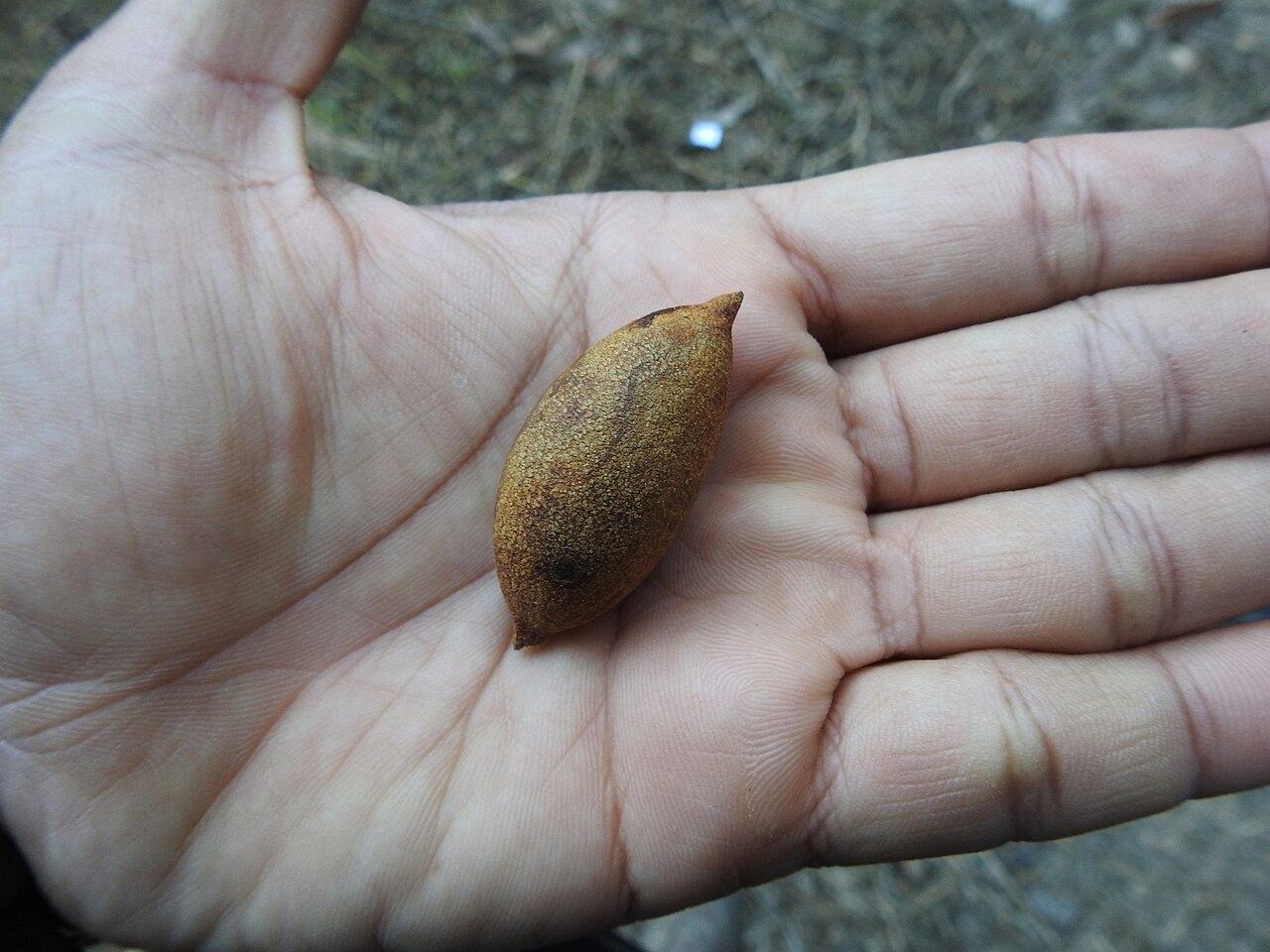 Beilschmiedia assamica: Seed of Beilschmiedia assamica photographed in Namdapha Tiger Reserve
