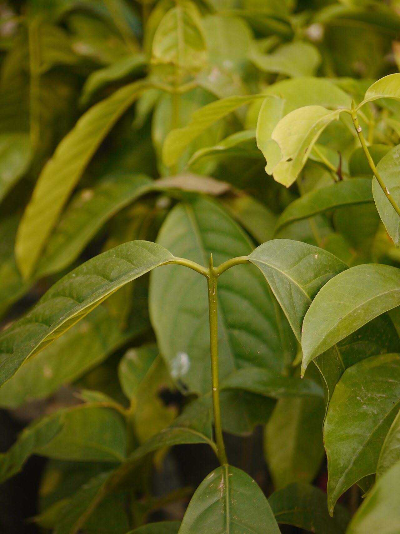 Beilschmiedia assamica: Sapling of Beilschmiedia assamica in rainforest plant nursery, Seijosa, Arunachal Pradesh
