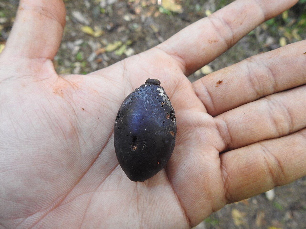 Beilschmiedia assamica: Fruit of Beilschmiedia assamica photographed in Namdapha Tiger Reserve