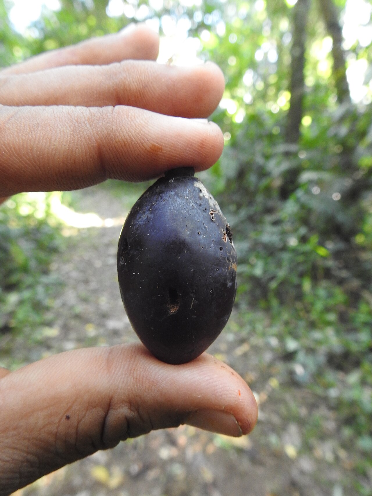 Beilschmiedia assamica: Fruit of Beilschmiedia assamica photographed in Namdapha Tiger Reserve