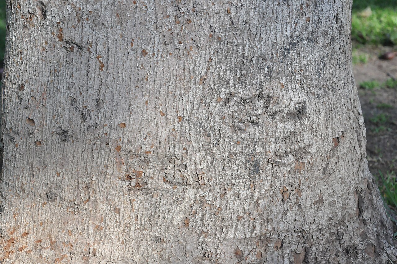 Beilschmiedia berteroana: Belloto del sur (Beilschmiedia berteroana). Árbol nativo de Chile. Tronco