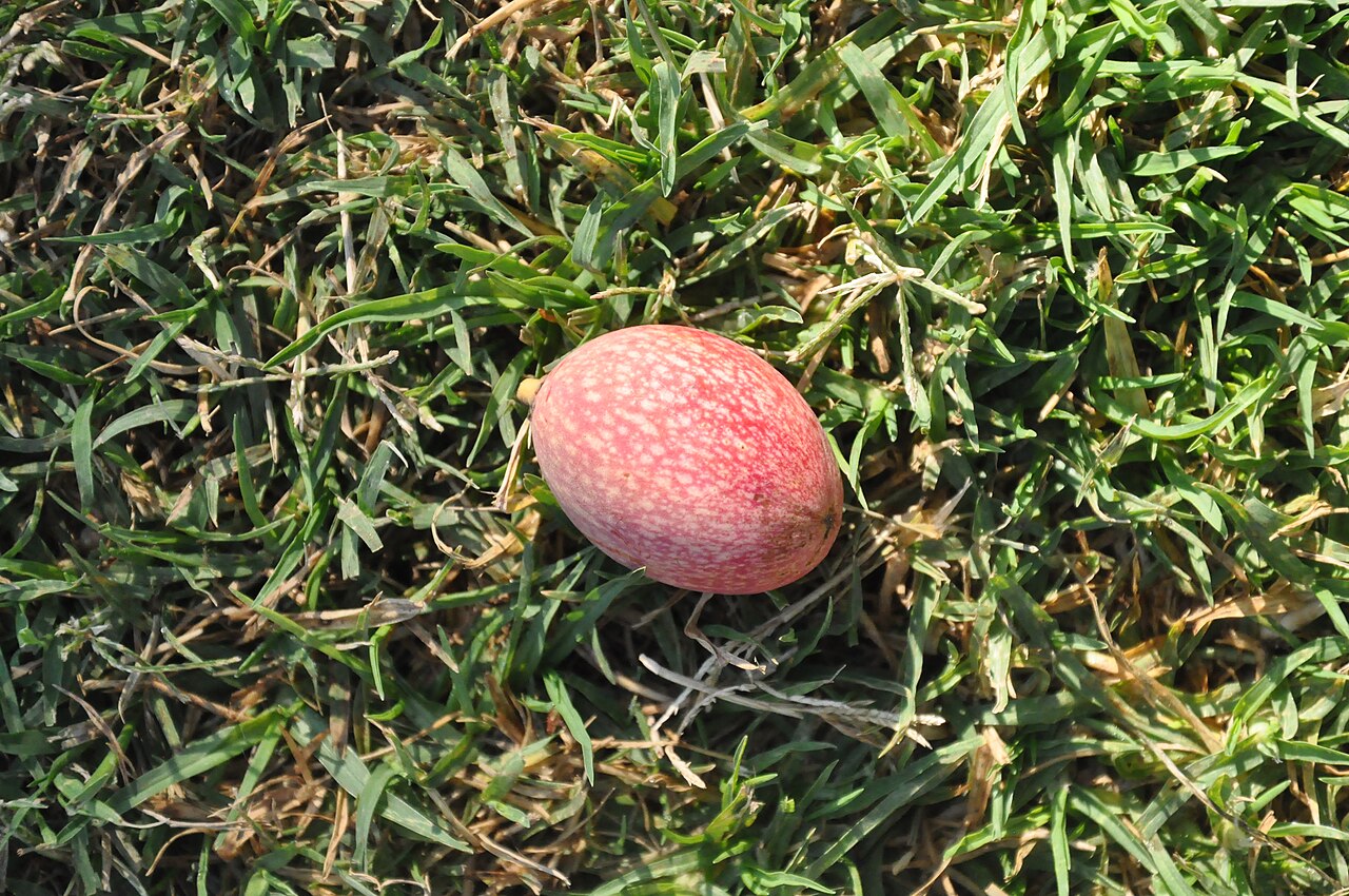 Beilschmiedia berteroana: Belloto del sur (Beilschmiedia berteroana). Árbol nativo de Chile. Semilla fresca