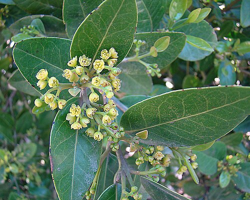 Beilschmiedia berteroana: The Belloto del Sur is native to southern Chile, but here at UC Berkeley Botanical Gardens. In context at www.dixpix.ca/sth_cordillera/flora/myrtle/index.html