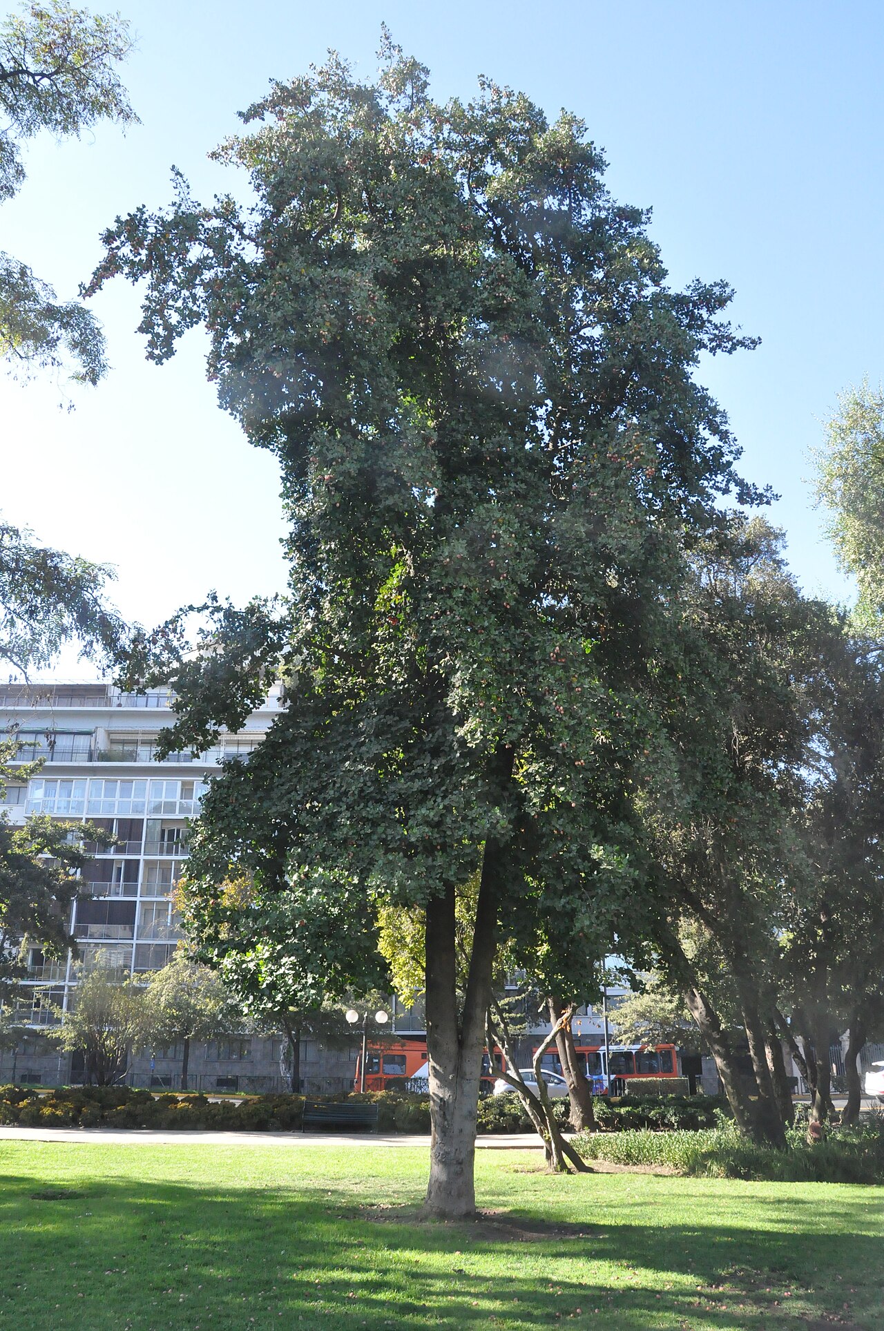 Beilschmiedia berteroana: Belloto del sur (Beilschmiedia berteroana). Árbol nativo de Chile. Árbol en Parque Balmaceda