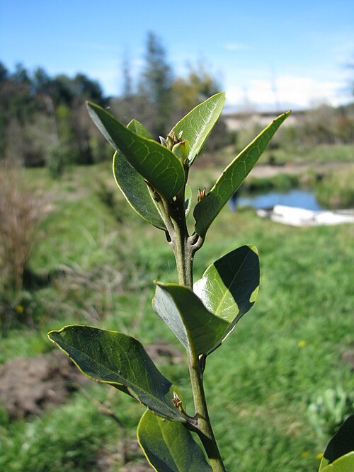Beilschmiedia berteroana: Beilschmiedia berteroana