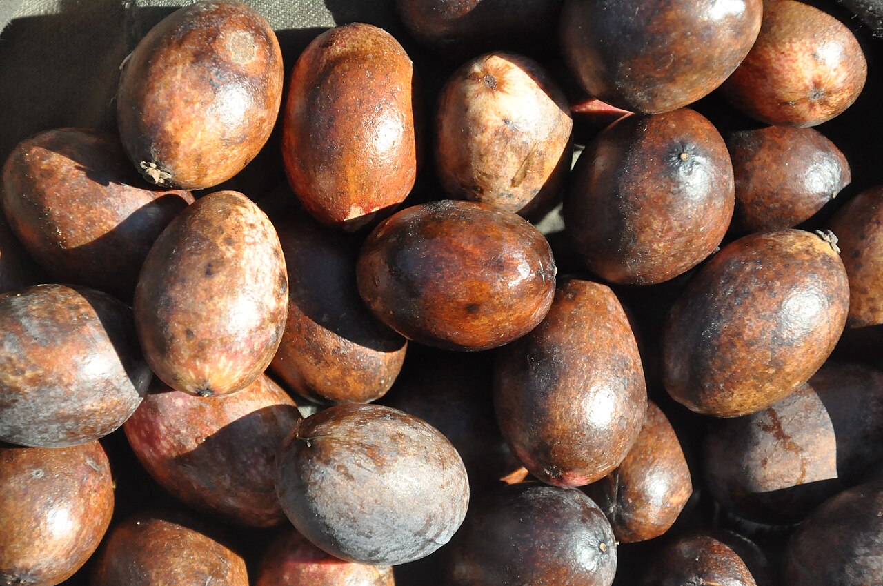 Beilschmiedia berteroana: Belloto del sur (Beilschmiedia berteroana). Árbol nativo de Chile. Semillas maduras