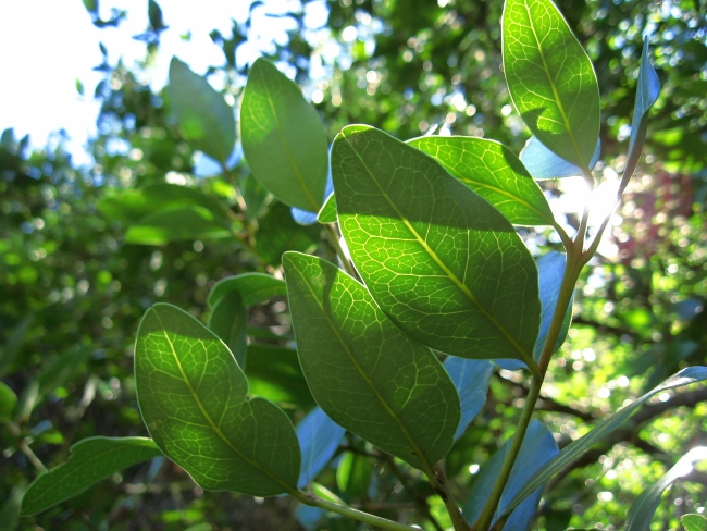 Beilschmiedia berteroana: Beilschmiedia berteroana (Gay) Kosterm., Belloto del Sur