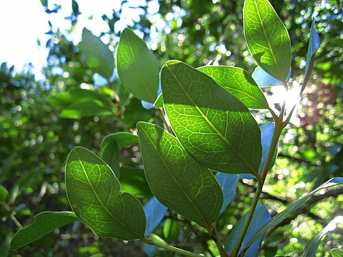 Beilschmiedia berteroana: Beilschmiedia berteroana (Gay) Kosterm., Belloto del Sur