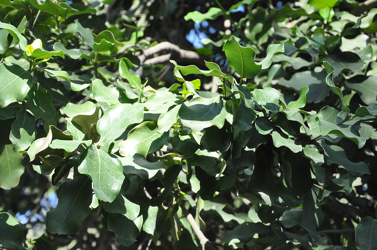 Beilschmiedia berteroana: Belloto del sur (Beilschmiedia berteroana). Árbol nativo de Chile. Follaje