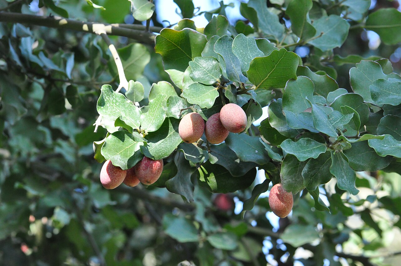 Beilschmiedia berteroana: Belloto del sur (Beilschmiedia berteroana). Árbol nativo de Chile. Frutos