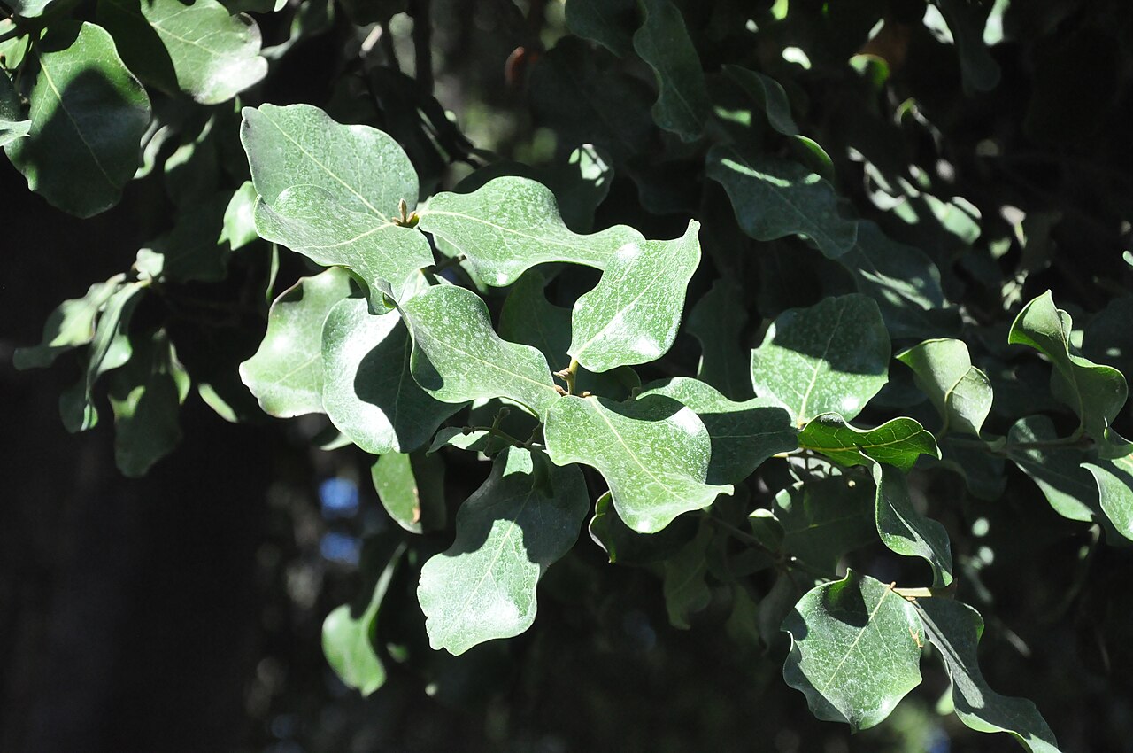 Beilschmiedia berteroana: Belloto del sur (Beilschmiedia berteroana). Árbol nativo de Chile. Follaje
