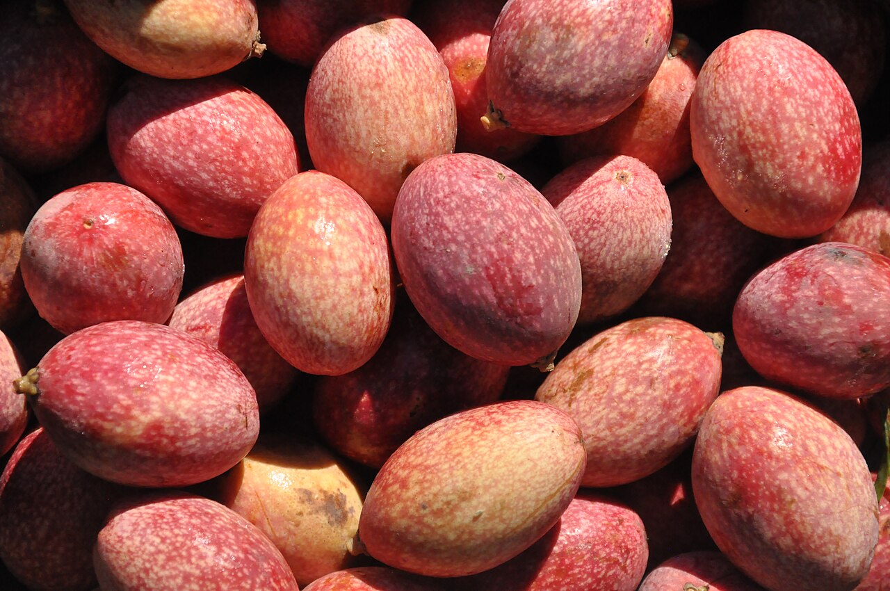 Beilschmiedia berteroana: Belloto del sur (Beilschmiedia berteroana). Árbol nativo de Chile. Semillas frescas