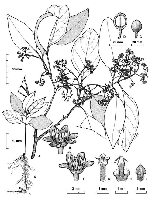 Beilschmiedia brunnea: Beilschmiedia brunnea botanical sketch