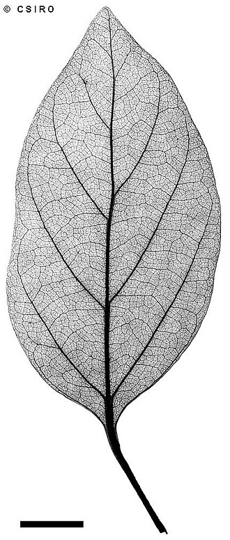 Beilschmiedia brunnea: Beilschmiedia brunnea leaf xray