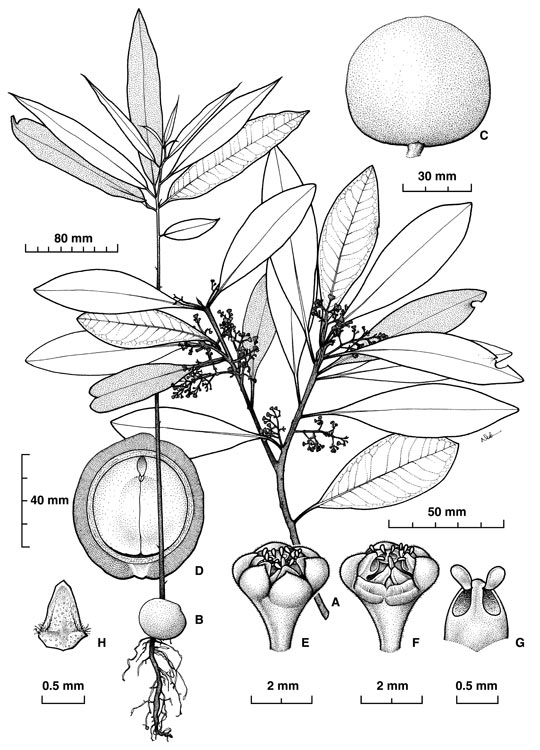 Beilschmiedia castrisinensis: Beilschmiedia castrisinensis botanical sketch