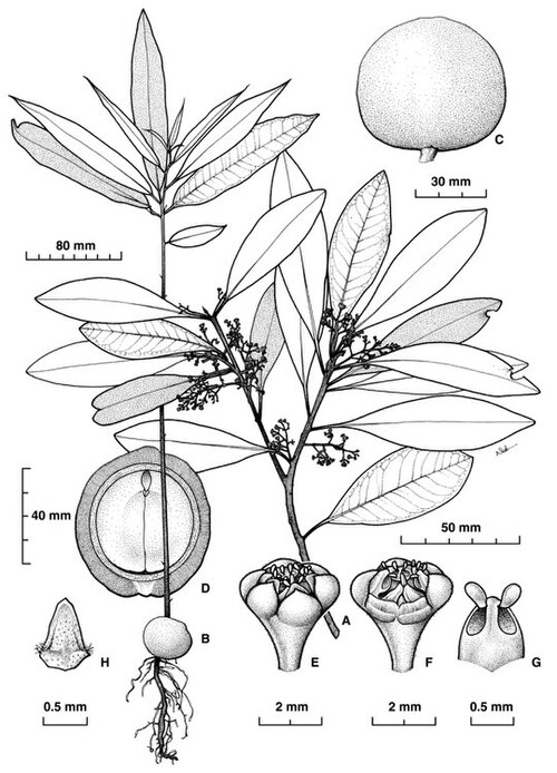Beilschmiedia castrisinensis: Beilschmiedia castrisinensis botanical sketch