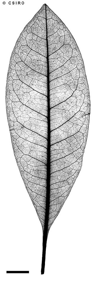 Beilschmiedia castrisinensis: Beilschmiedia castrisinensis leaf xray