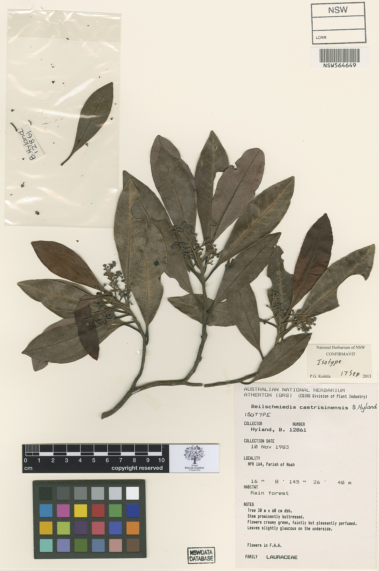 Beilschmiedia castrisinensis: Beilschmiedia castrisinensis herbarium specimen NSW564649